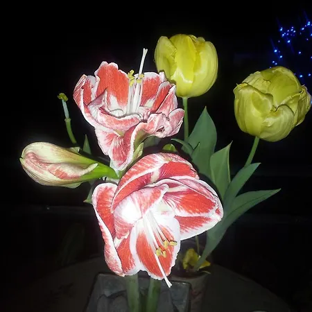 Whatever Art Frühstückspension *