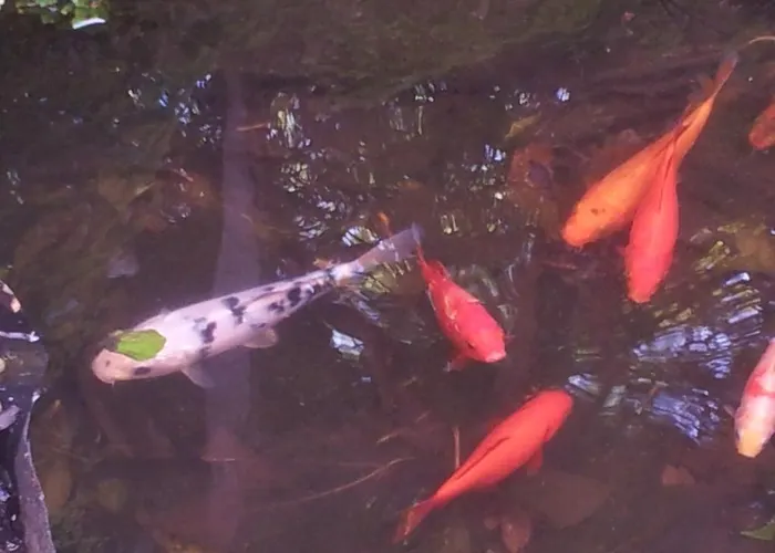 Whatever Art * Лиссабон