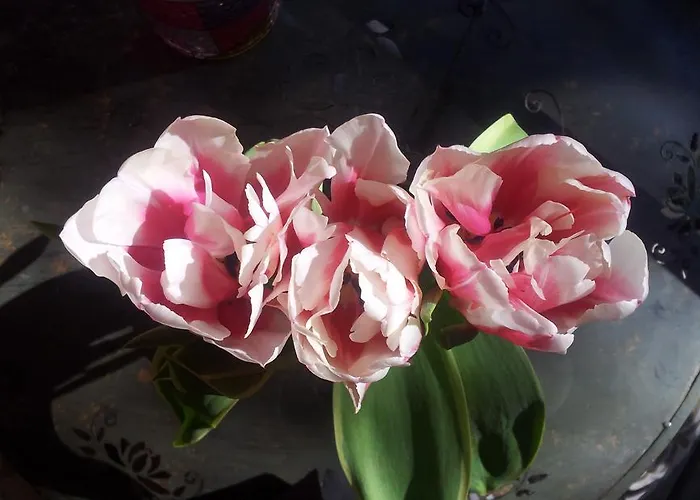 Whatever Art * Лиссабон