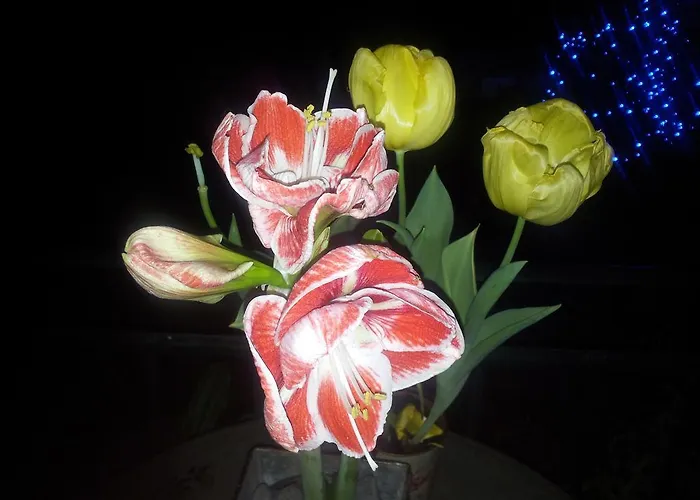 Whatever Art Отель типа 