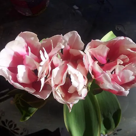 Whatever Art * Lisboa